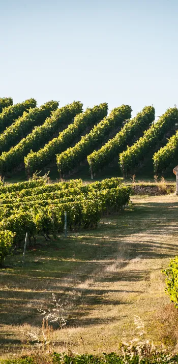 Vignoble de Saint-Pourcain