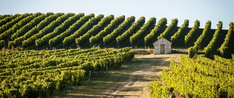 Vignoble de Saint-Pourcain